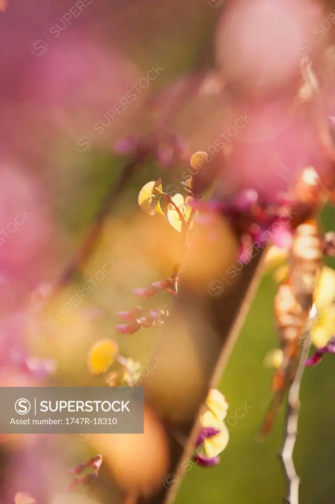 Redbud tree branches, close_up