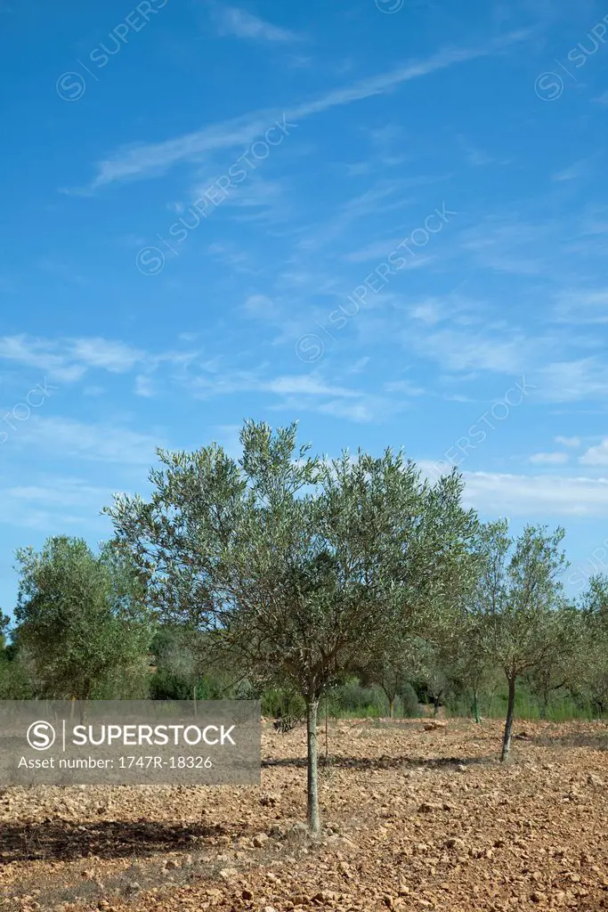 Tree growing in orchard