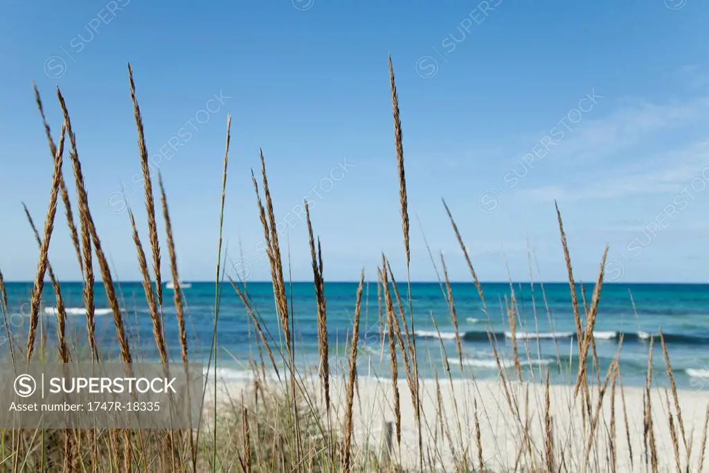 Tranquil beach scene with dune grass in foreground