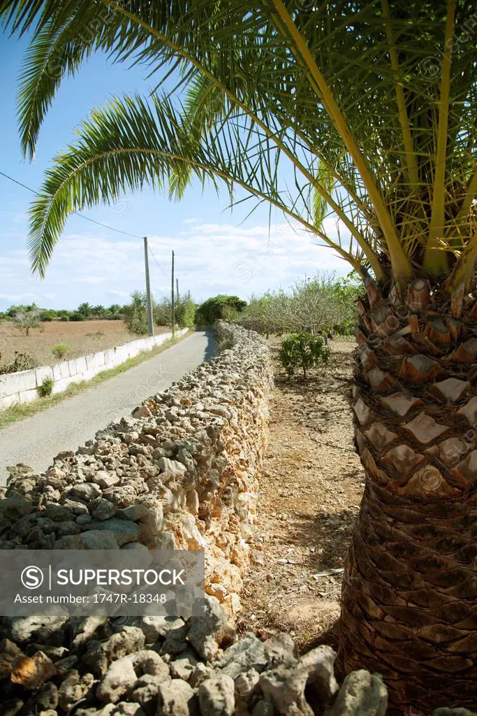 Dirt road lined by stone wall, palm tree in foreground