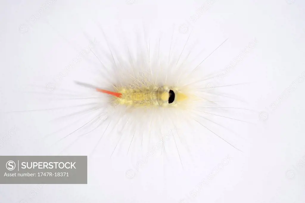 Fuzzy caterpillar