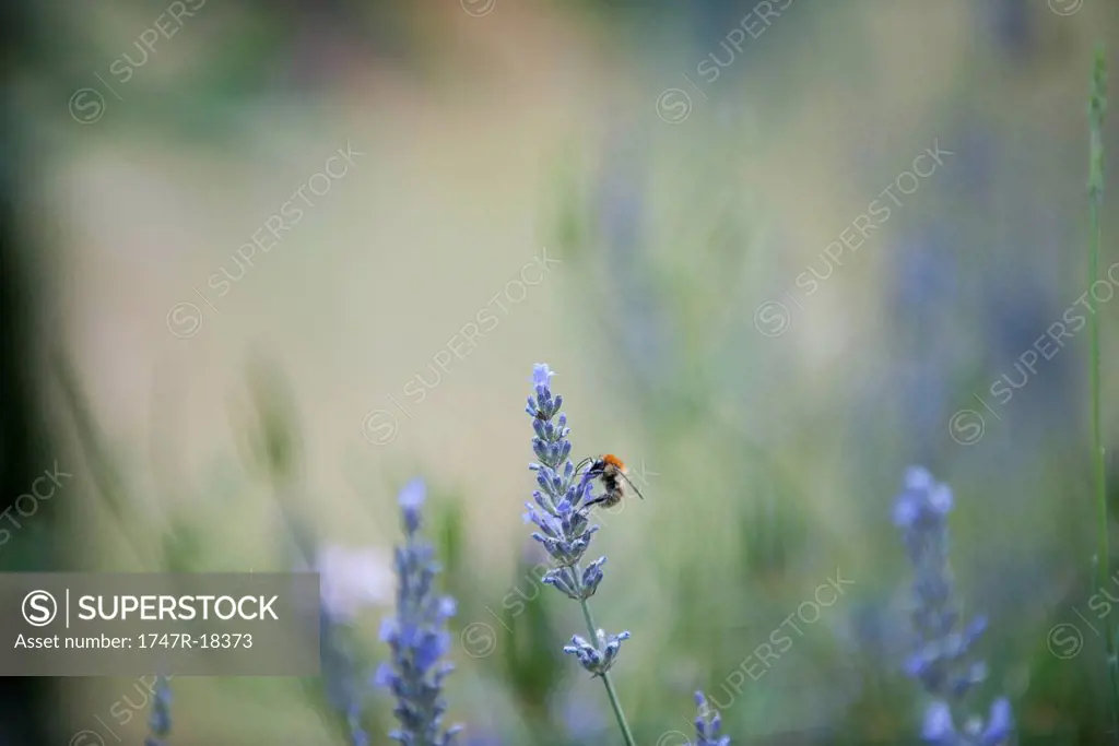 Bee perching on lavender flowers