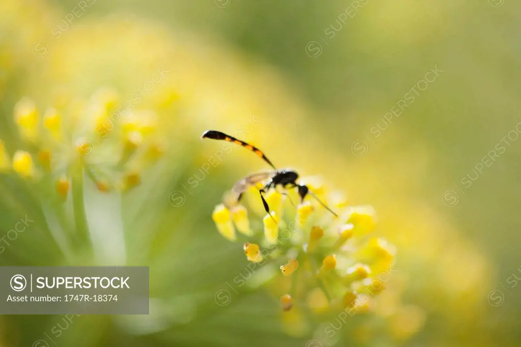 Wasp pollinating fennel flowers