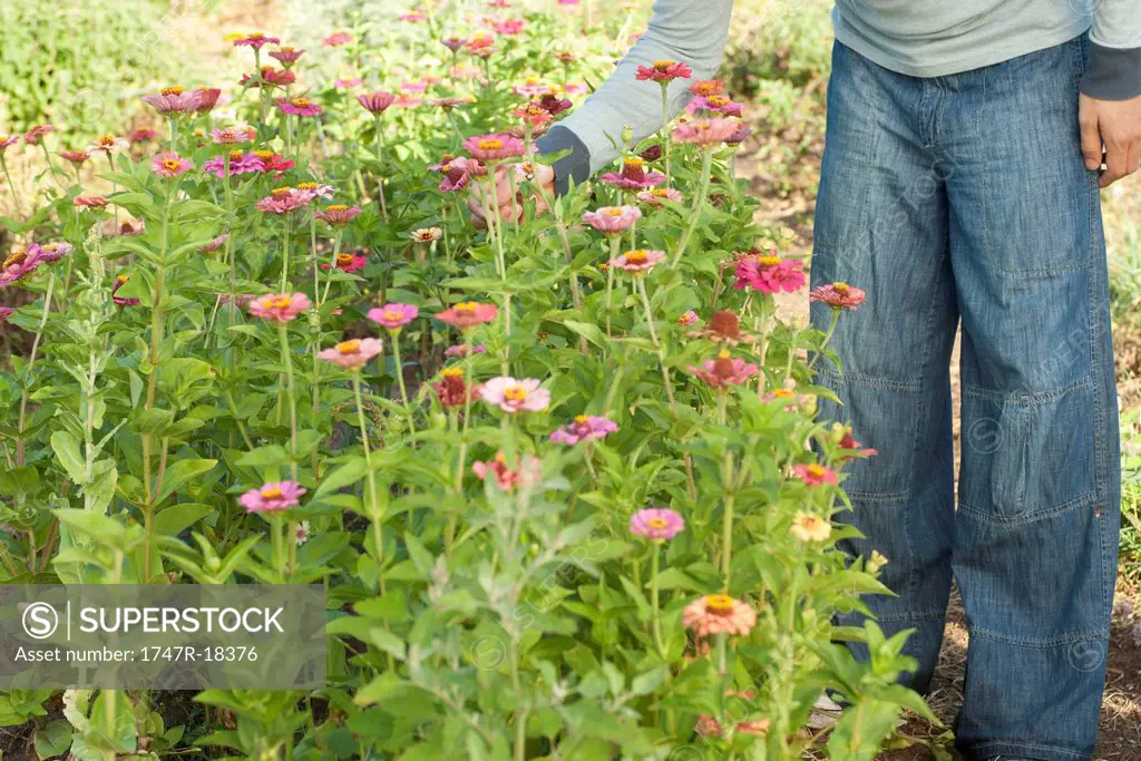 Man picking zinnia flower