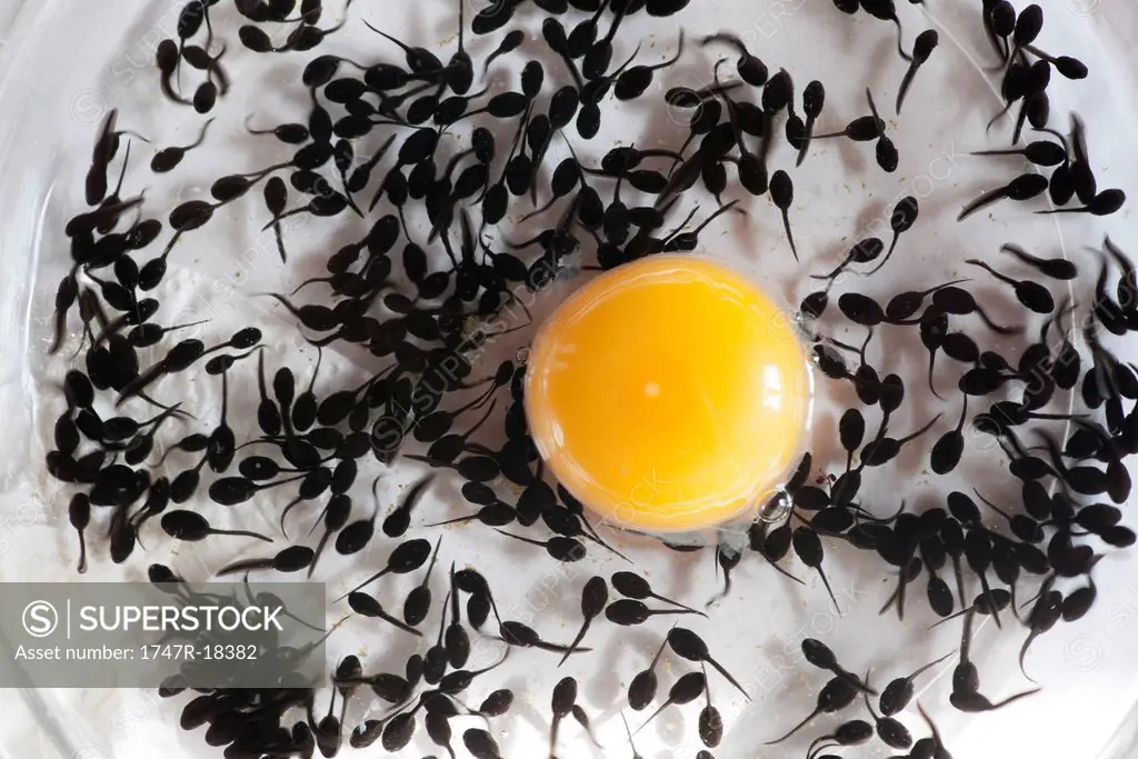 Tadpoles feeding off egg yolk, directly above