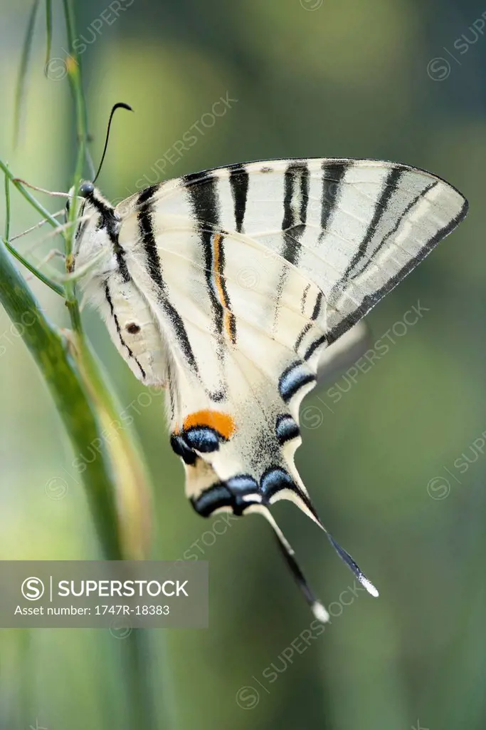 Zebra swallowtail butterfly