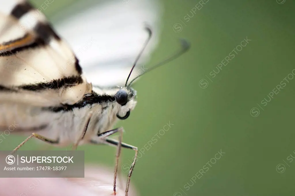 Zebra swallowtail butterfly perching on person´s palm, cropped