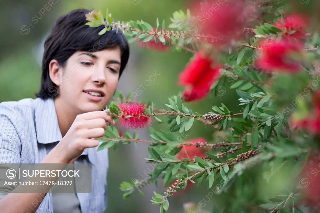 Young woman looking at flowering bottlebrush branch