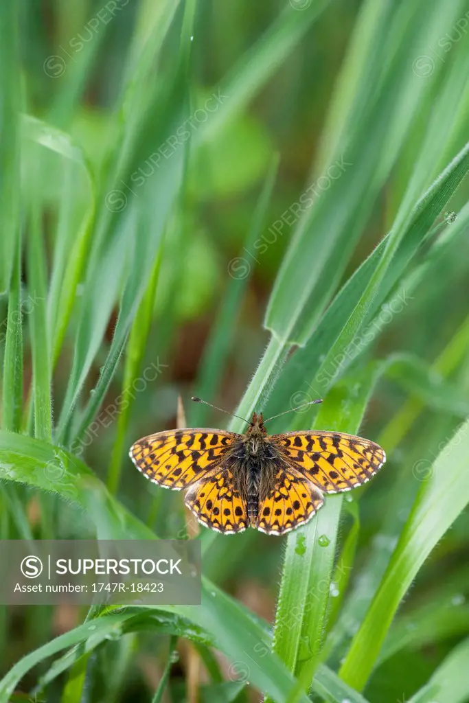 Butterfly flying among leaves