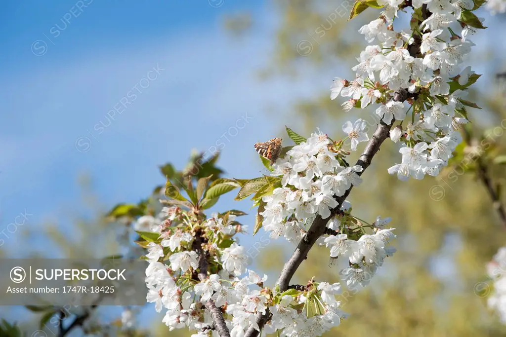 Butterfly on cherry blossom