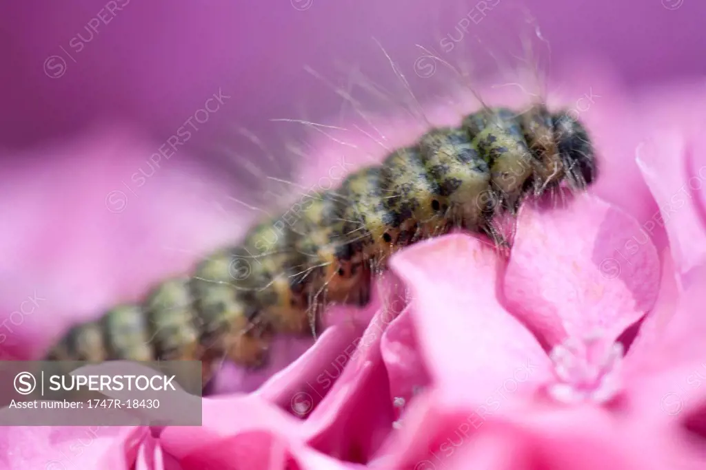 Caterpillar on hydrangea flower