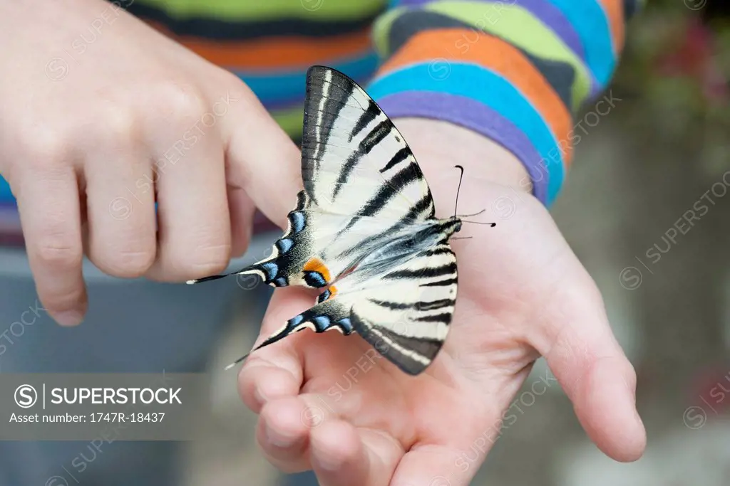 Child holding zebra swallowtail butterfly in palm, cropped