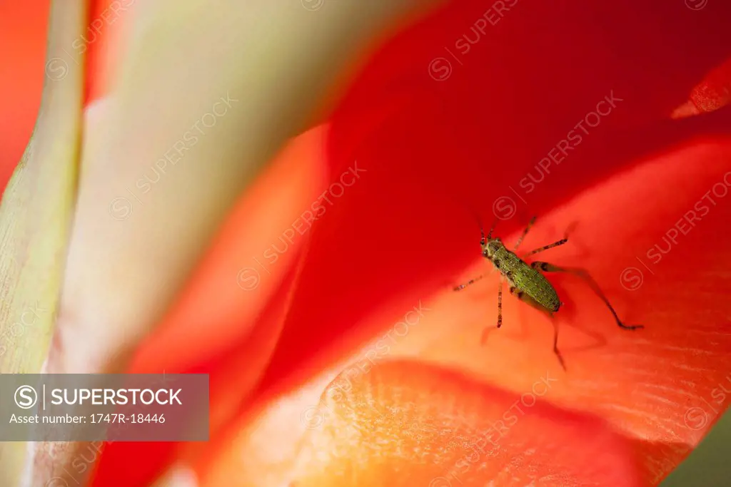 Insect on flower petal
