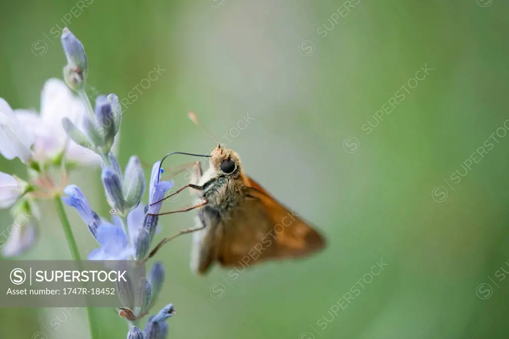 Skipper butterfly on lavender flowers