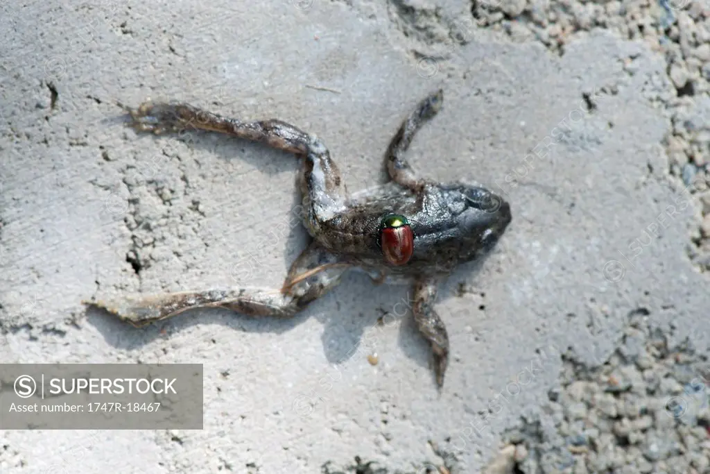 Japanese beetle on dead frog