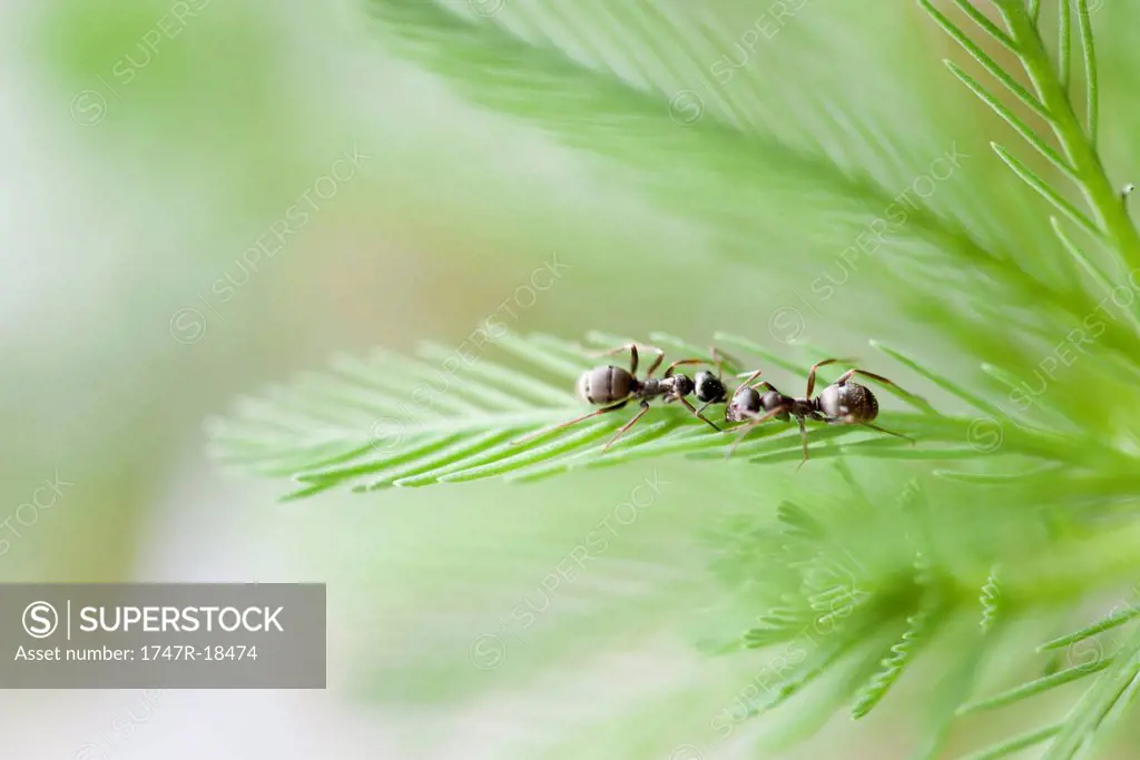 Ants on parrotfeather plant