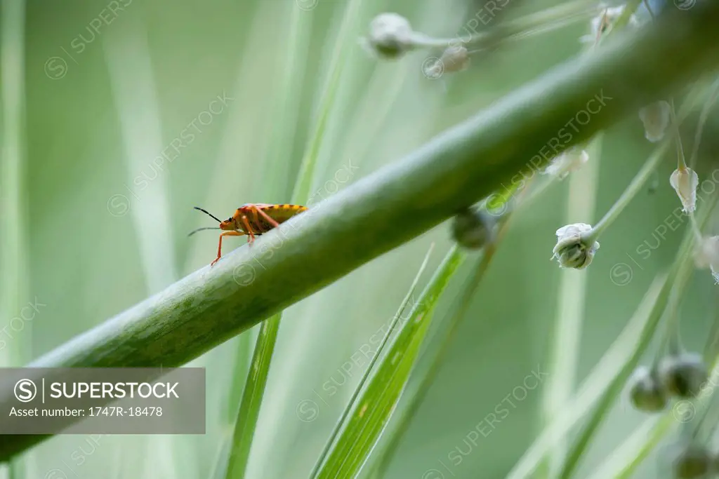 Insect on plant stem