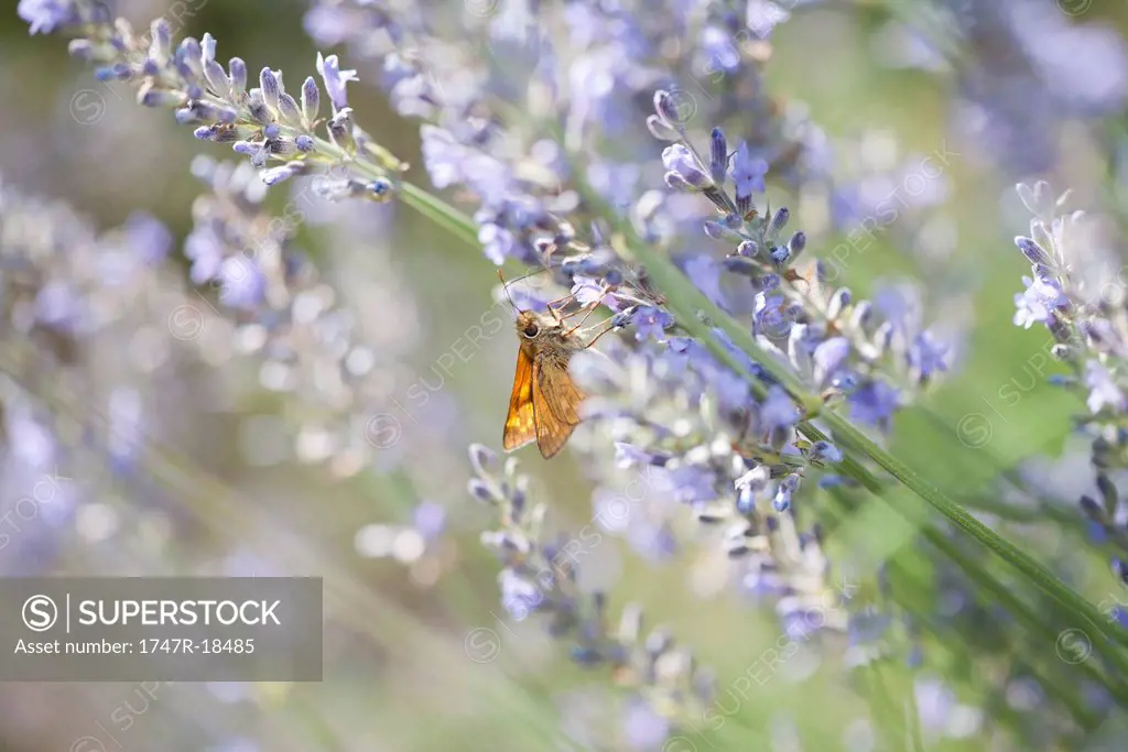 Skipper butterfly on lavender flowers
