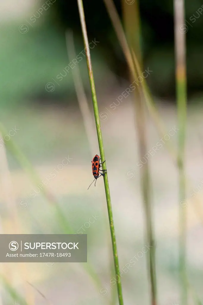Firebug on stem