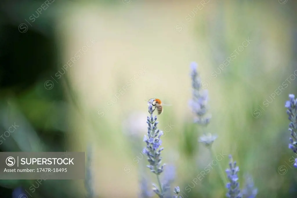 Bee perching on lavender flowers