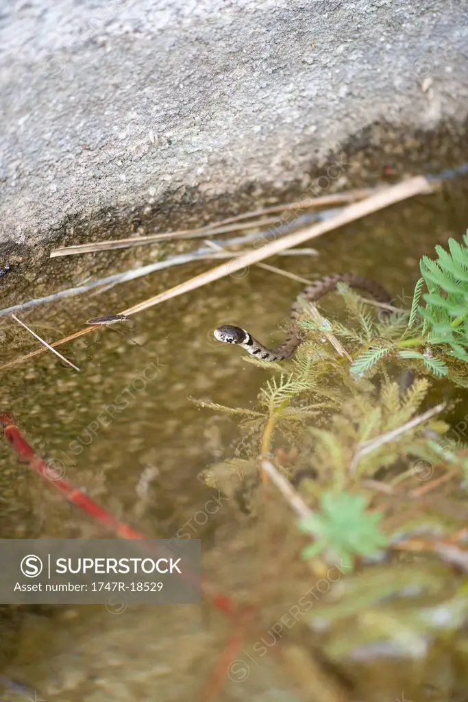 Grass snake Natrix natrix in shallow water