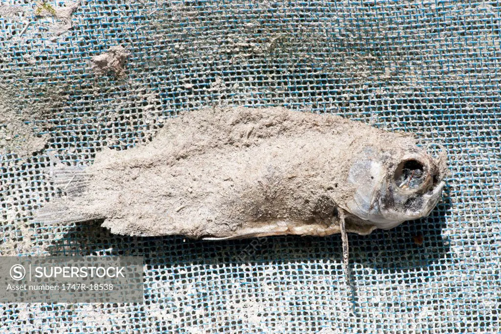 Dead fish on fishing net