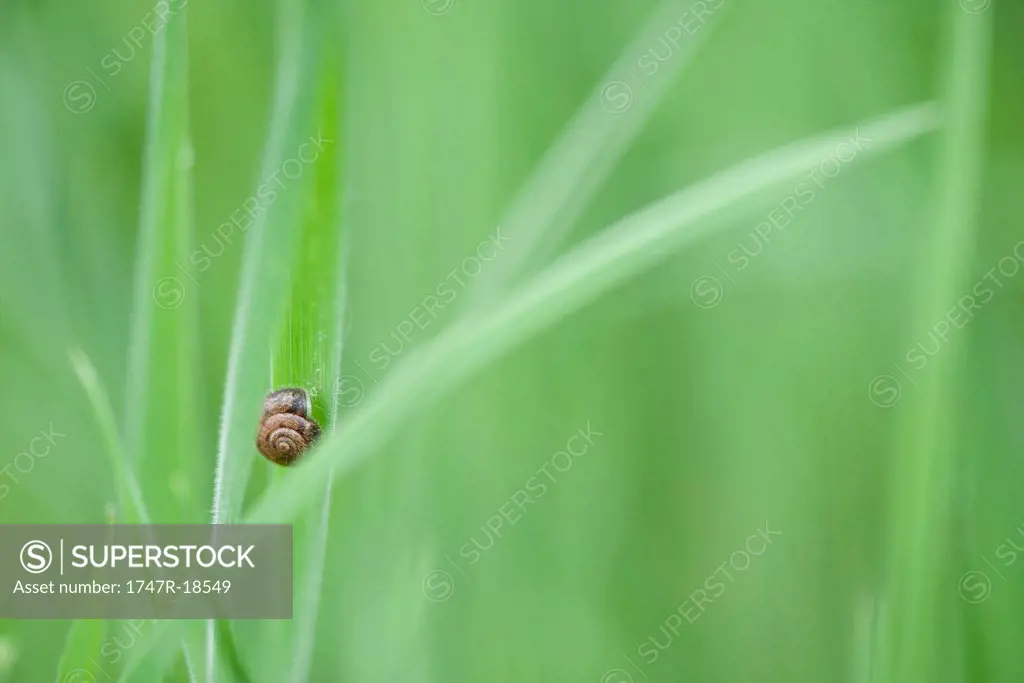 Hairy snail on leaf