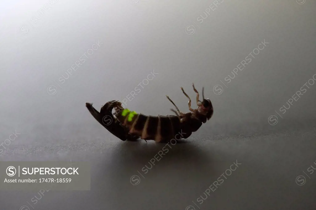 Male firefly and wingless female firefly mating