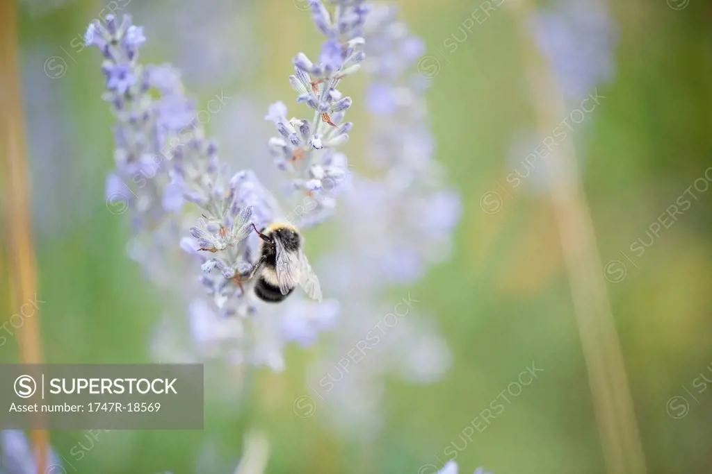 Bee perching on flowers