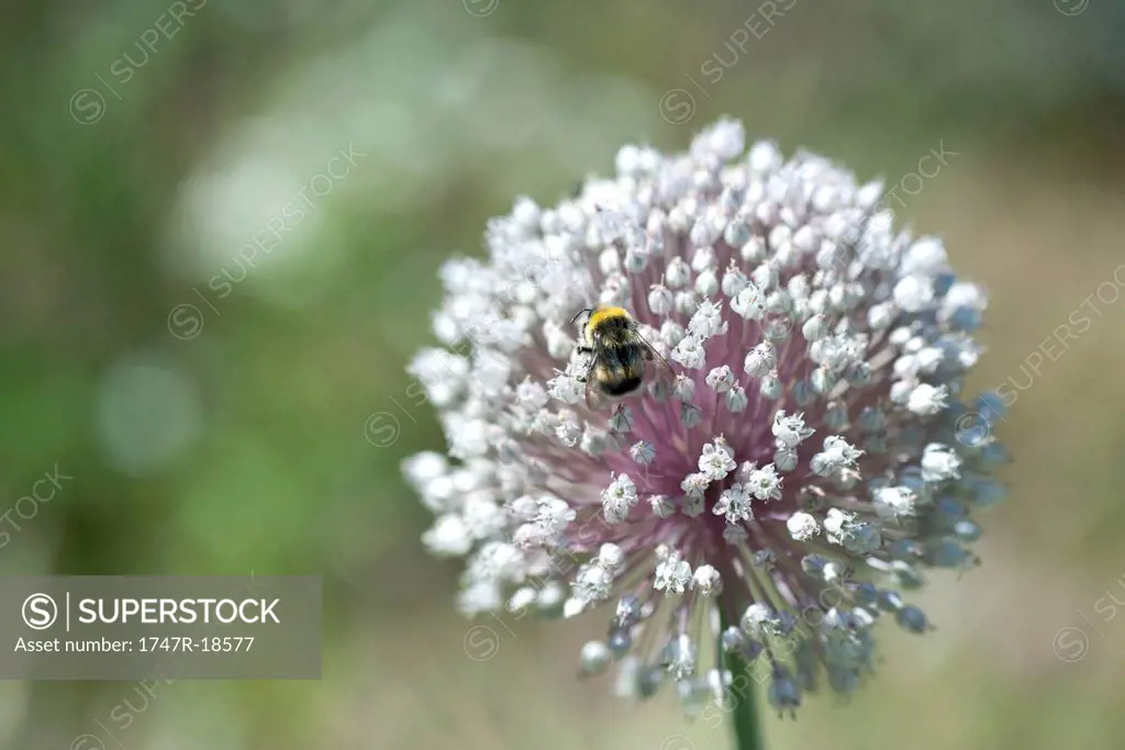Bee perching on flower