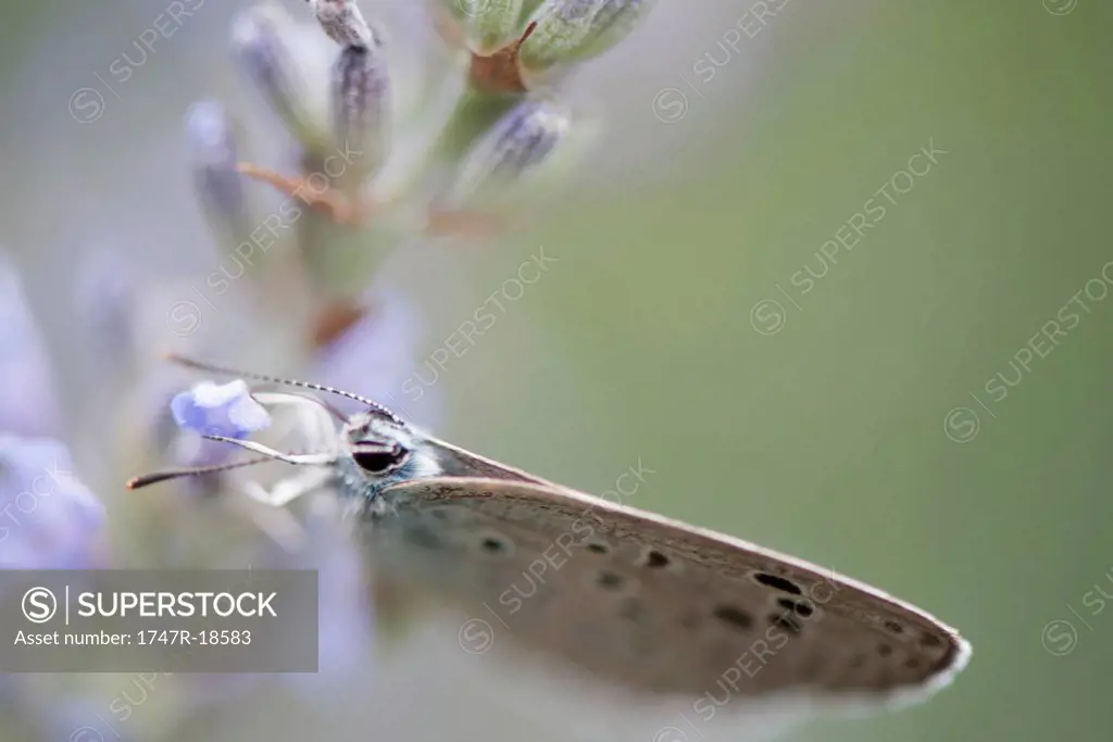 Lycaenidae butterfly on lavender flowers