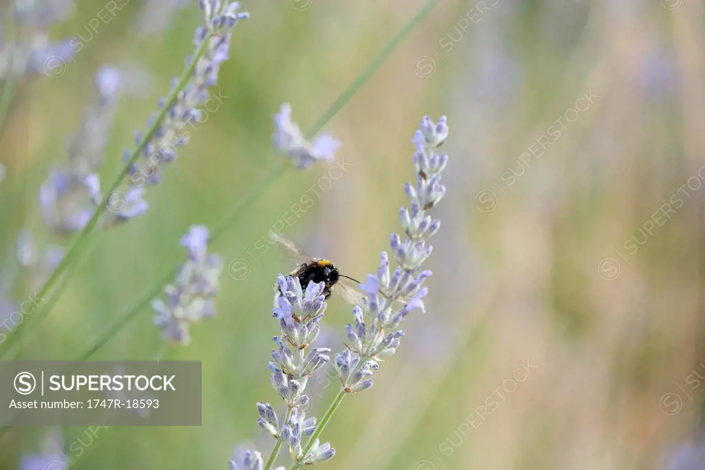 Bee polinating lavender flowers