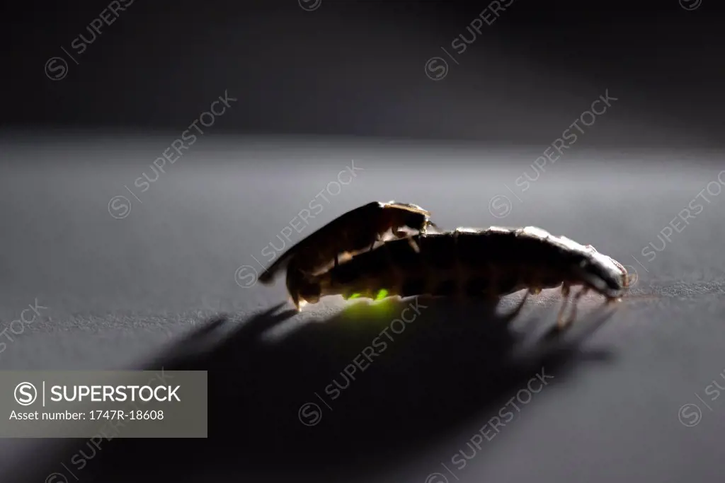Male firefly and wingless female firefly mating