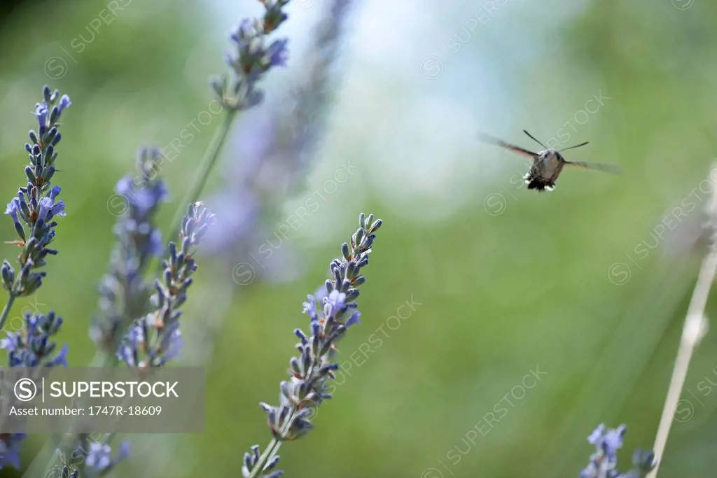 Sphingidae flying among flowers