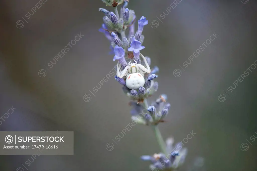 White crab spider on lavender flowers