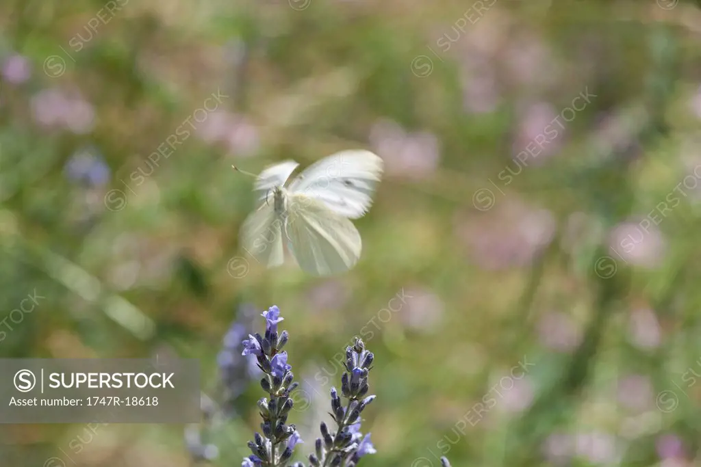 Butterfly flying over flowers