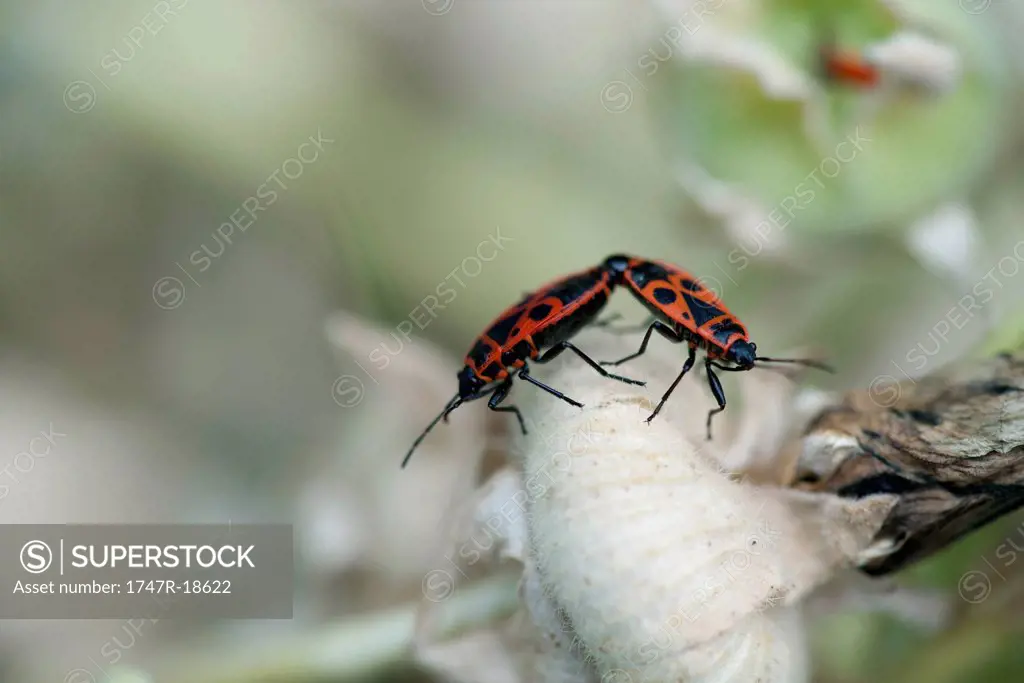 Mating firebugs Pyrrhocoris apterus