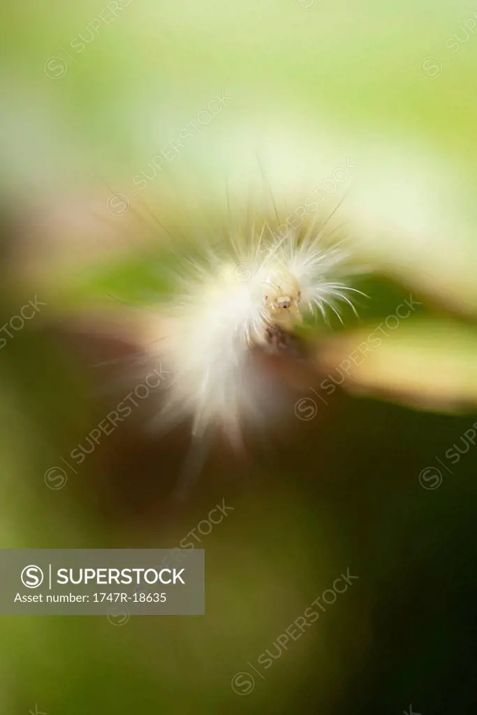 Fuzzy caterpillar