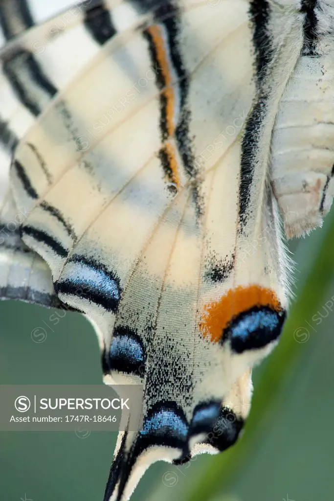 Wings of Zebra swallowtail butterfly