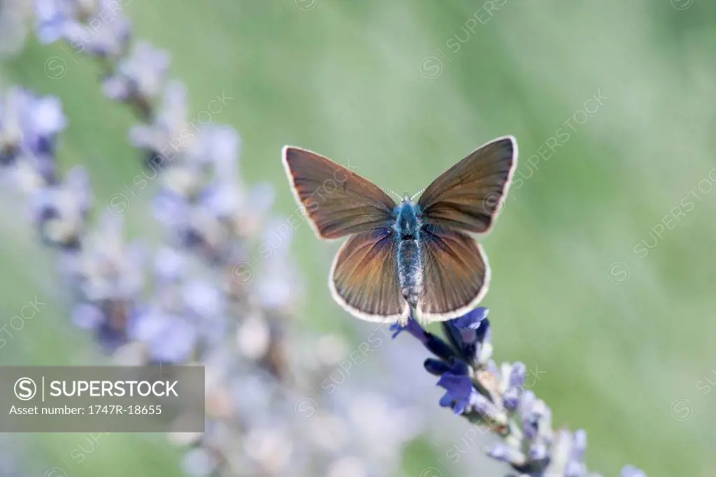 Butterfly perching on flowers