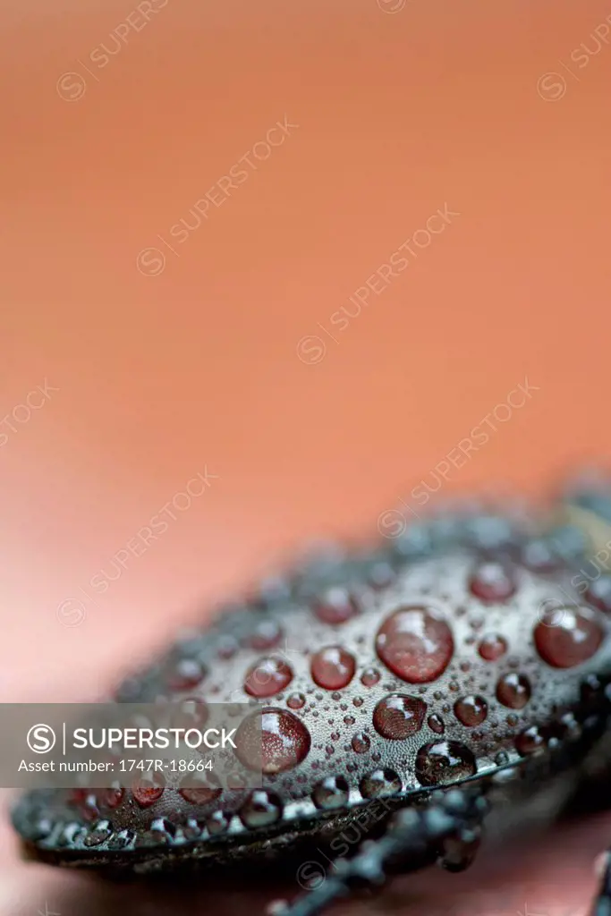 Water drops on beetle, close_up