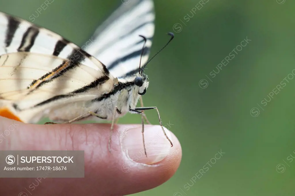 Zebra swallowtail butterfly perching on person´s finger, cropped