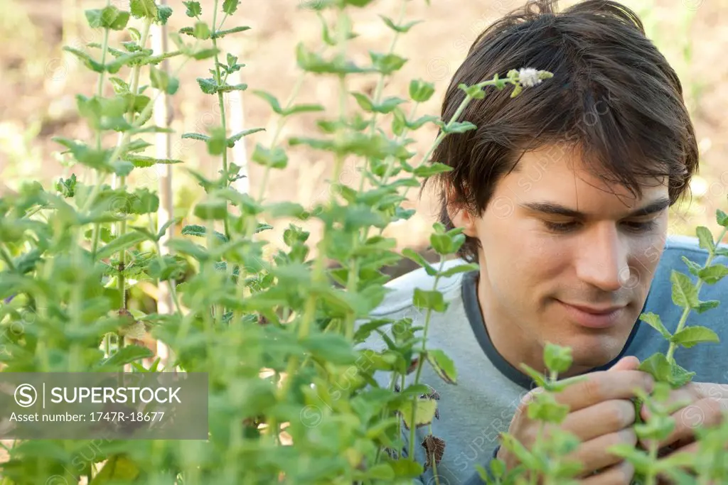 Mid_adult man looking at mint plants