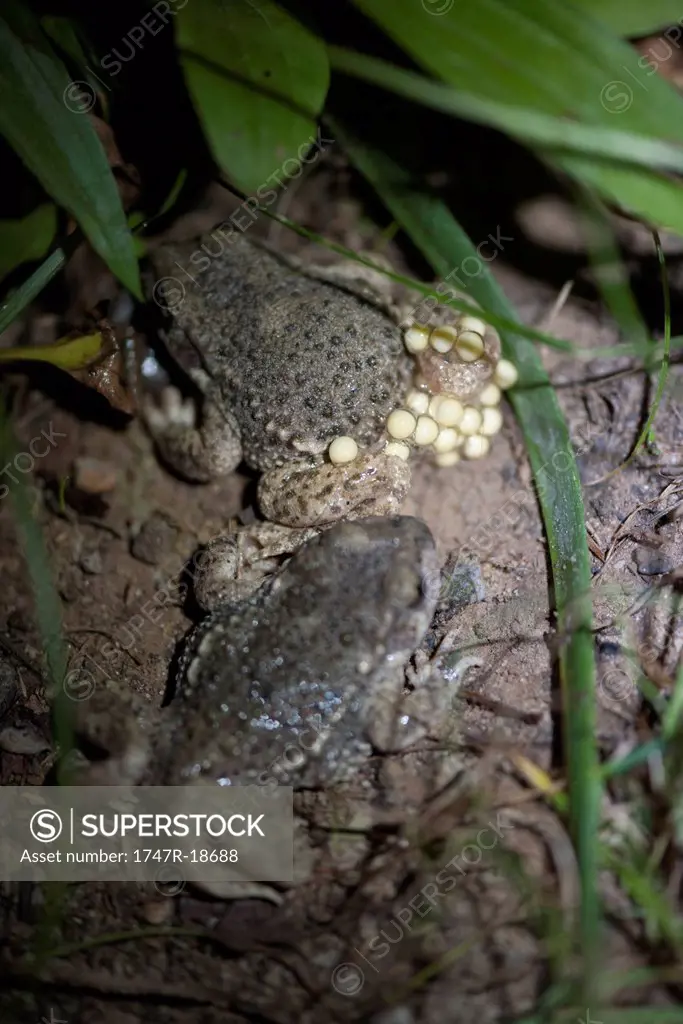 Toad laying eggs