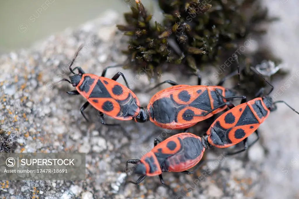 Firebugs mating