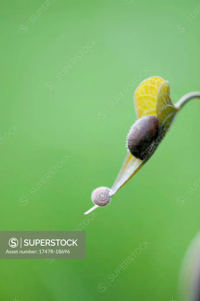 Snail on edge of flower