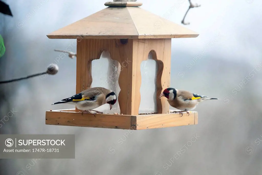 European goldfinches Carduelis carduelis on bird feeder