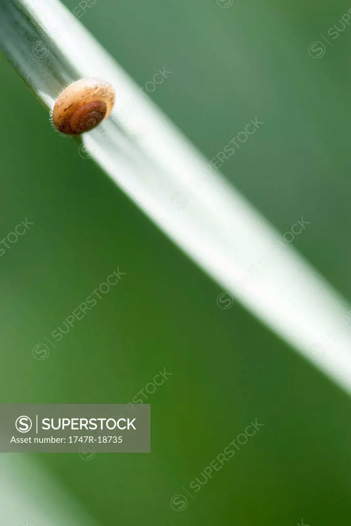 Snail on edge of leaf