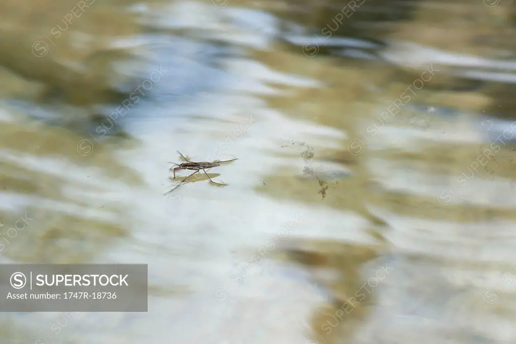 Water strider on water´s surface