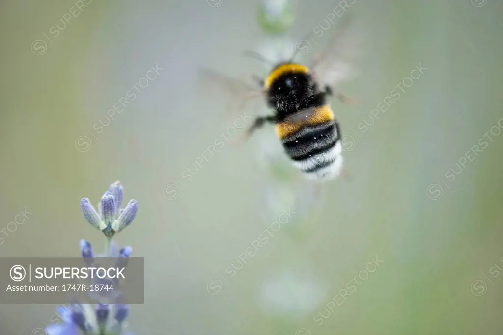 Buff_tailed bumblebee